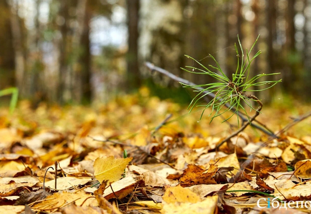 Октябрьская погода приведет кузбассовцев в полный восторг