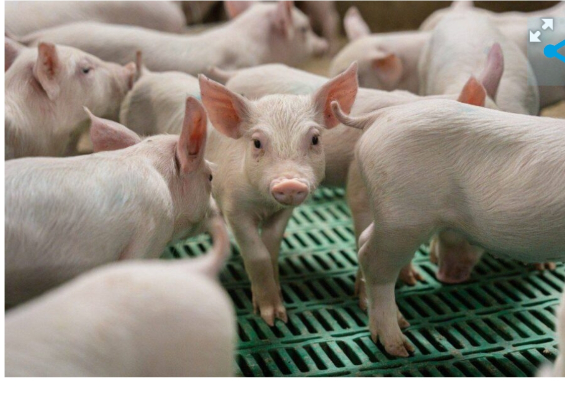 В Кузбассе развелось очень много свиней