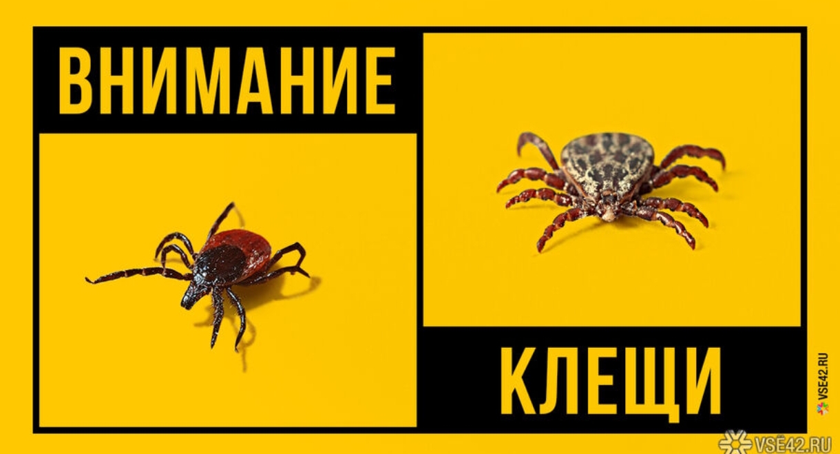 Десятки кузбассовцев заболели клещевым энцефалитом: есть погибший