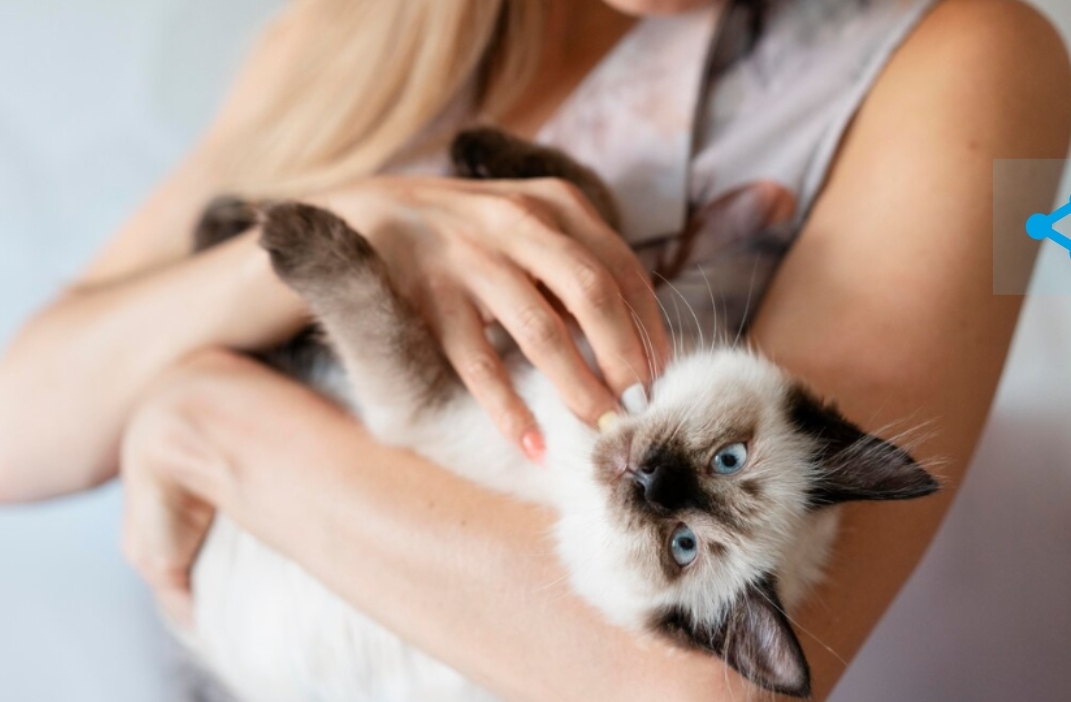 Россияне потеряют кучу денег из-за кошек