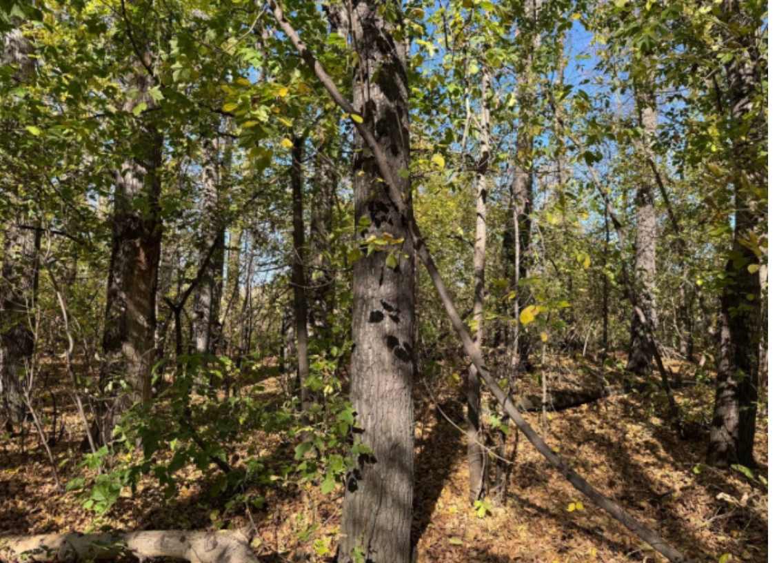 Дамбу на Левом Берегу уже скоро оградят забором и начнут пилить деревья