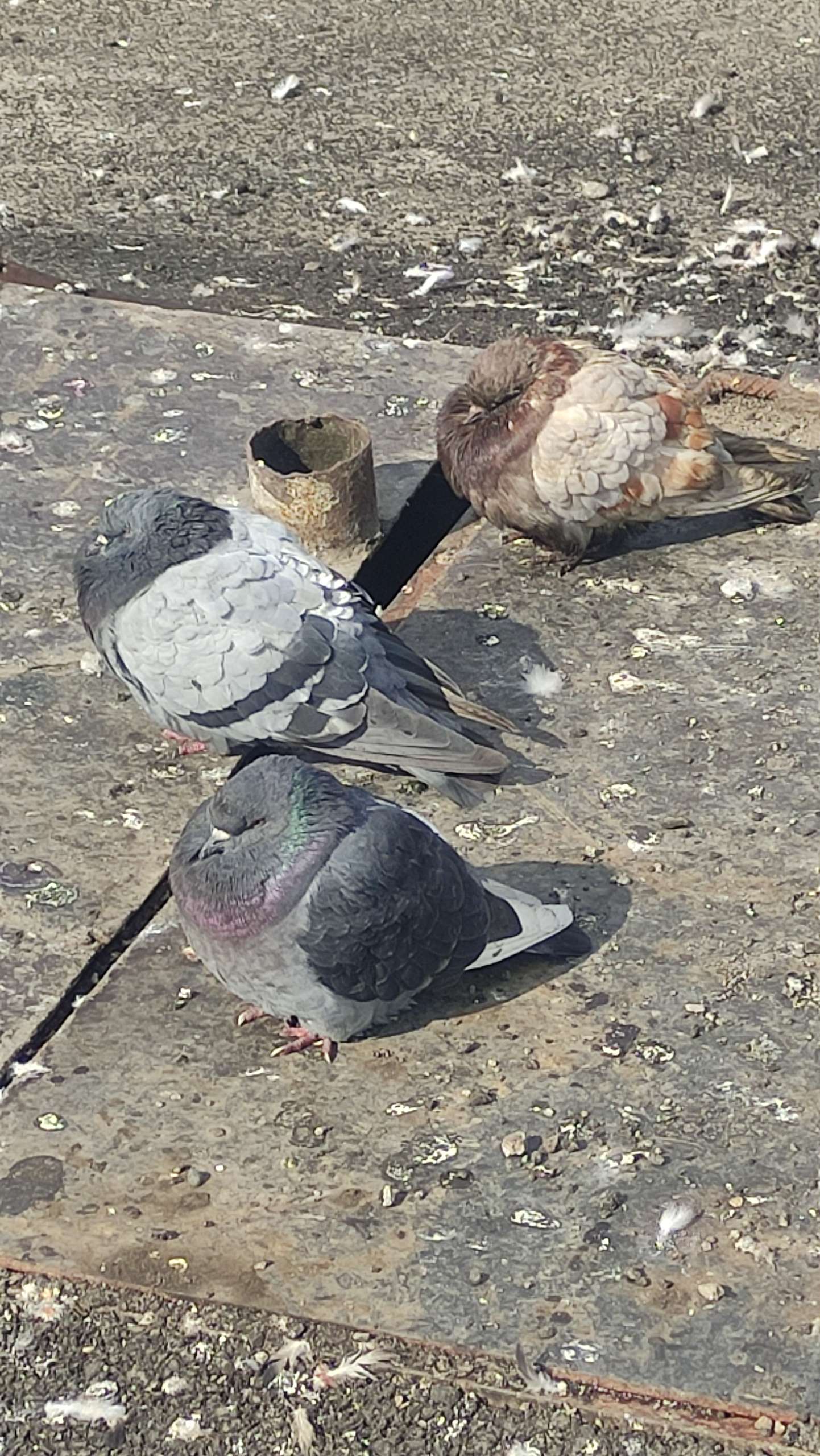 Подкармливая голубей, не кормите тараканов