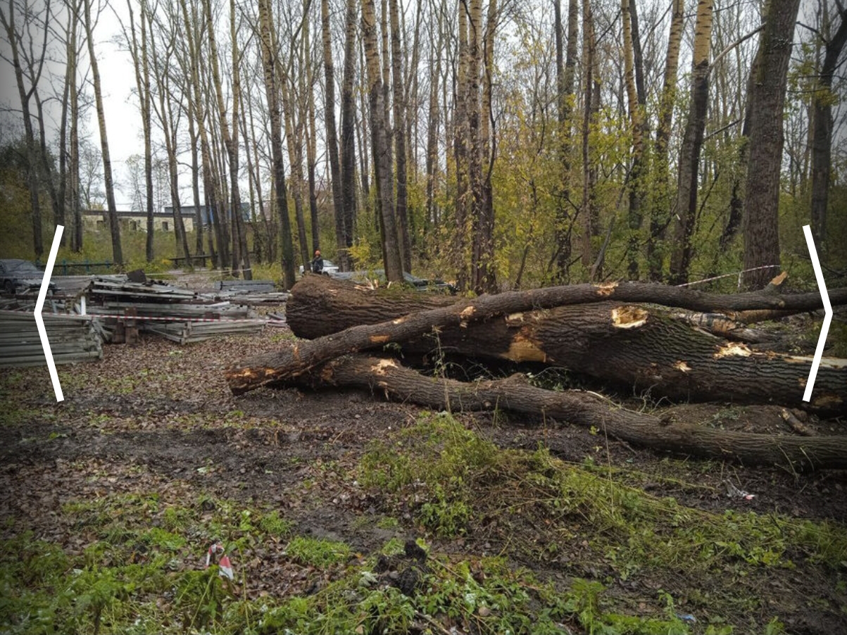 Более 400 деревьев окажутся вырублены в Новокузнецке