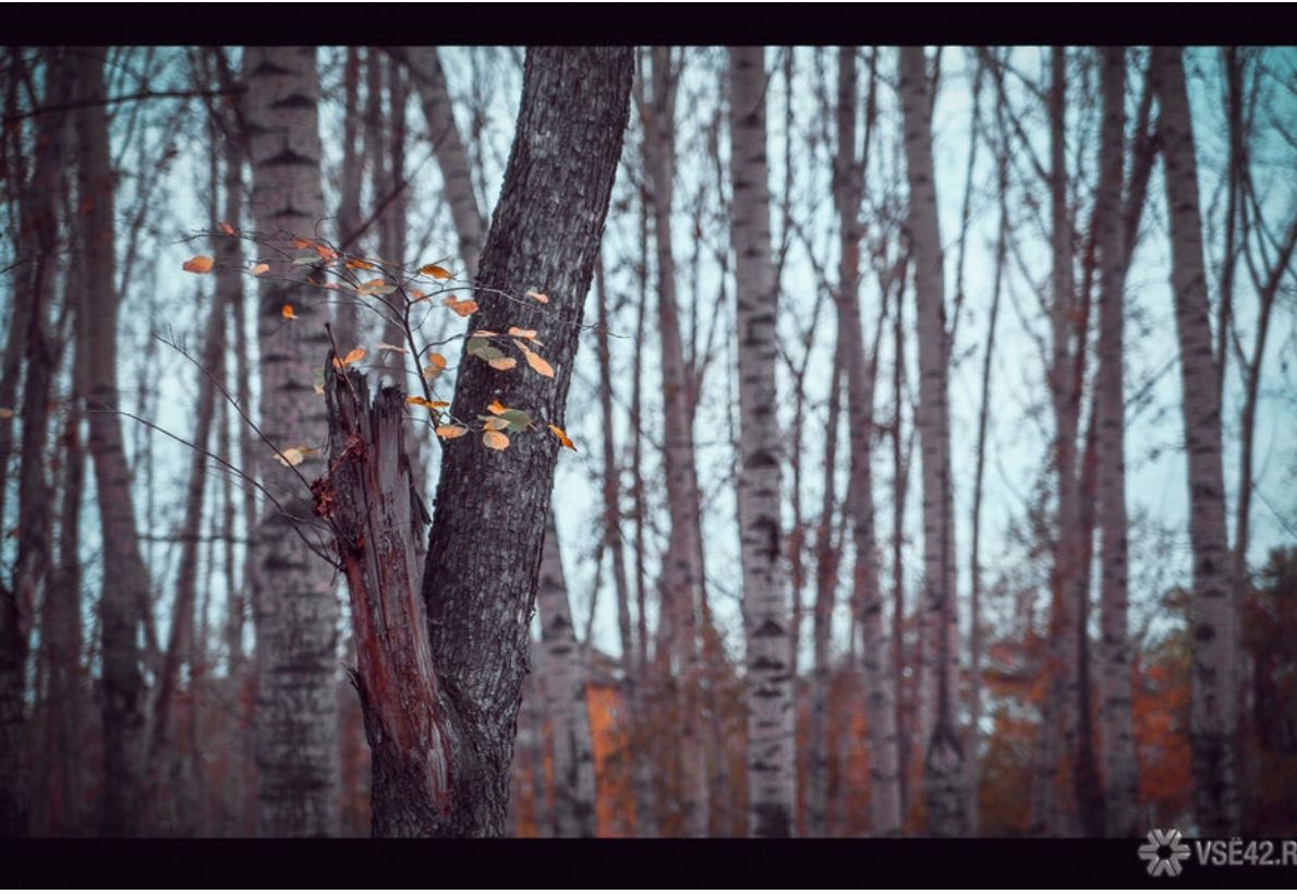 Экспорт леса из Кузбасса сильно замедлился
