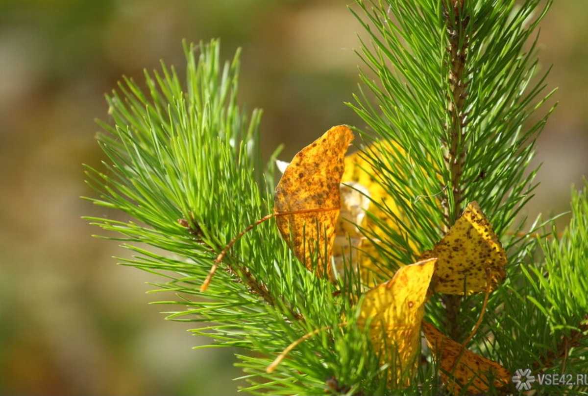 Тепло до +12°C порадует кузбассовцев на неделе