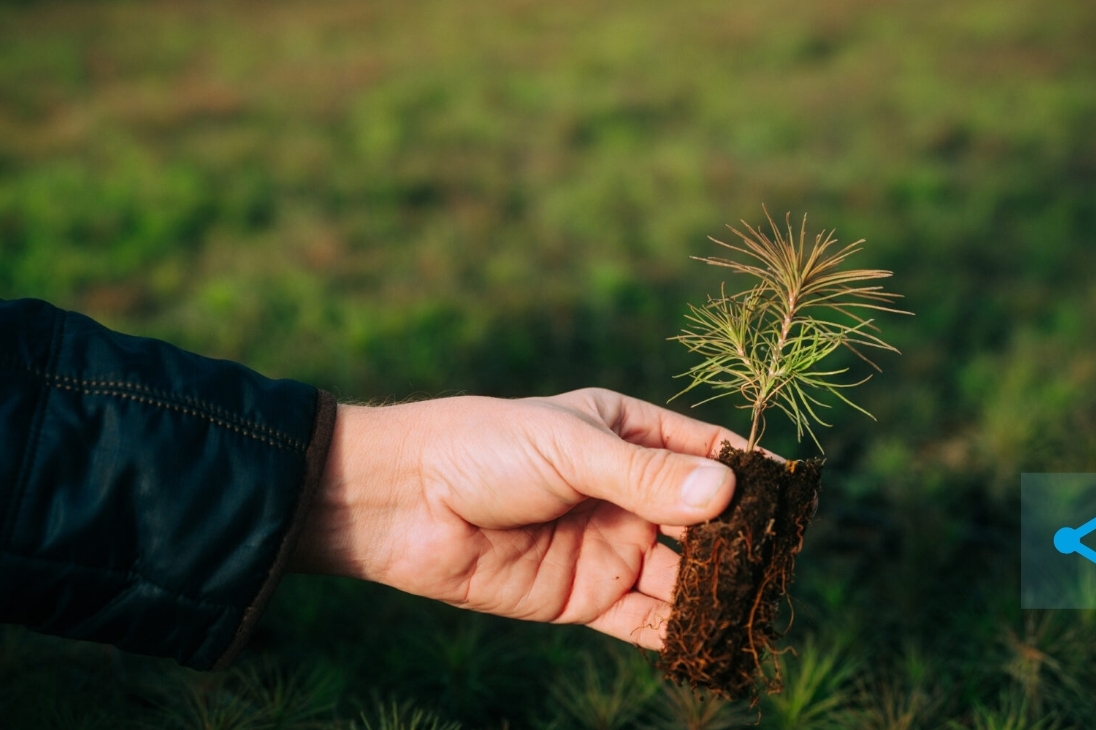 Питомник для выращивания хвойных саженцев создан в Кемеровской области при поддержке «Кузбассразрезугля»