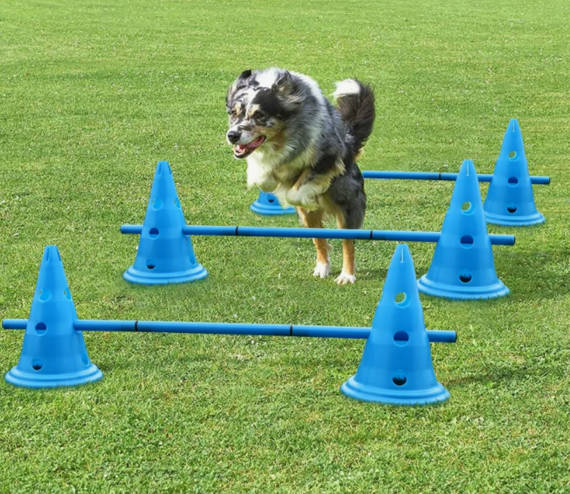 С комфортом для любителей и нелюбителей собак