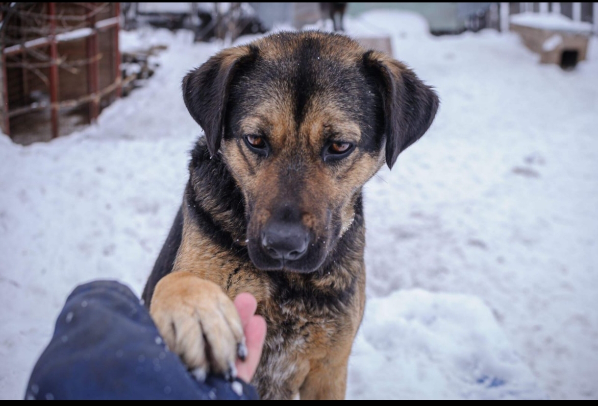 Приюту «Шанс на жизнь» срочно нужны руки!