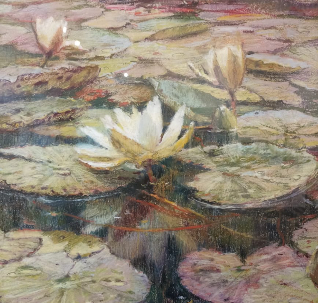 Кувшинки, вплетённые в «Ожерелье экватора»