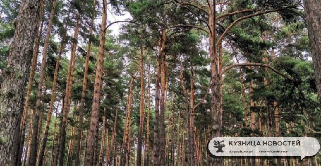 Кузбасский лес уплывает за рубеж: Китай, Вьетнам и Таджикистан — главные покупатели