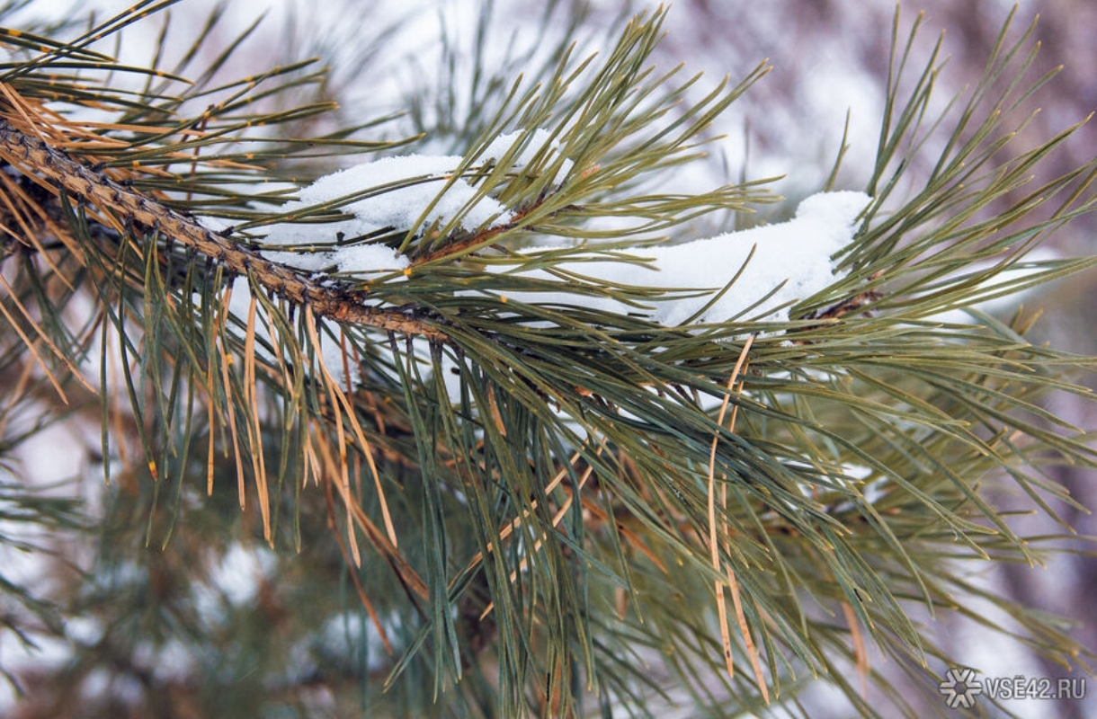 Жуткие морозы ниже –20°C скуют Кузбасс на выходных