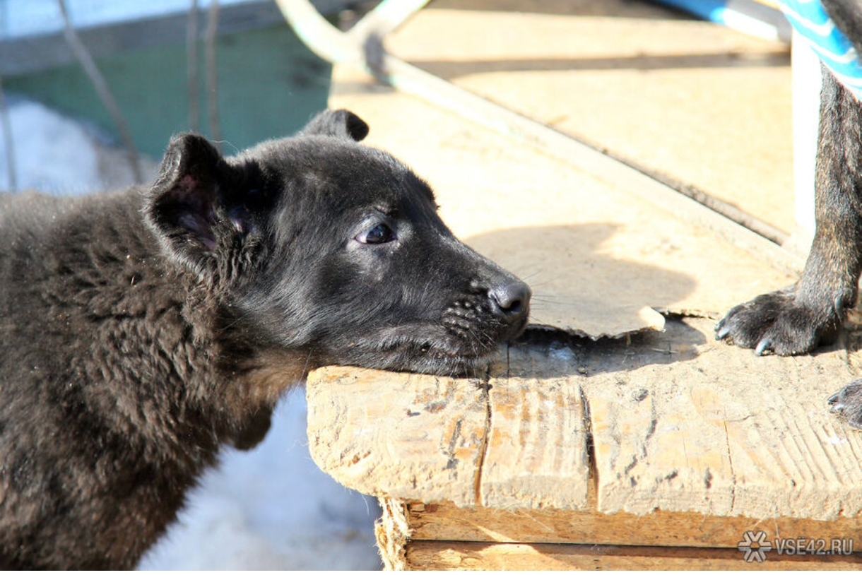 Штрафы для собачников окончательно утверждены в Кузбассе