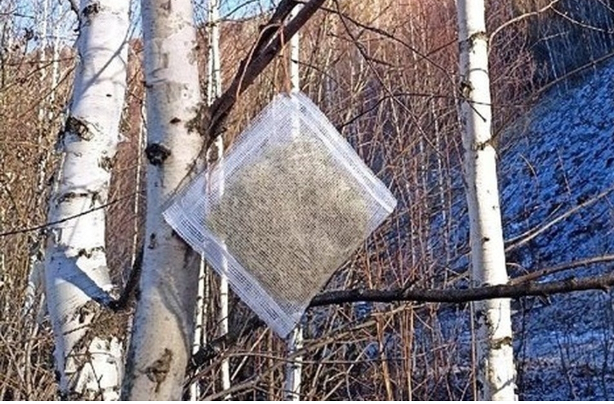 «Мох в мешке»: ученые оценили загрязнение воздуха в Кузбассе необычным способом