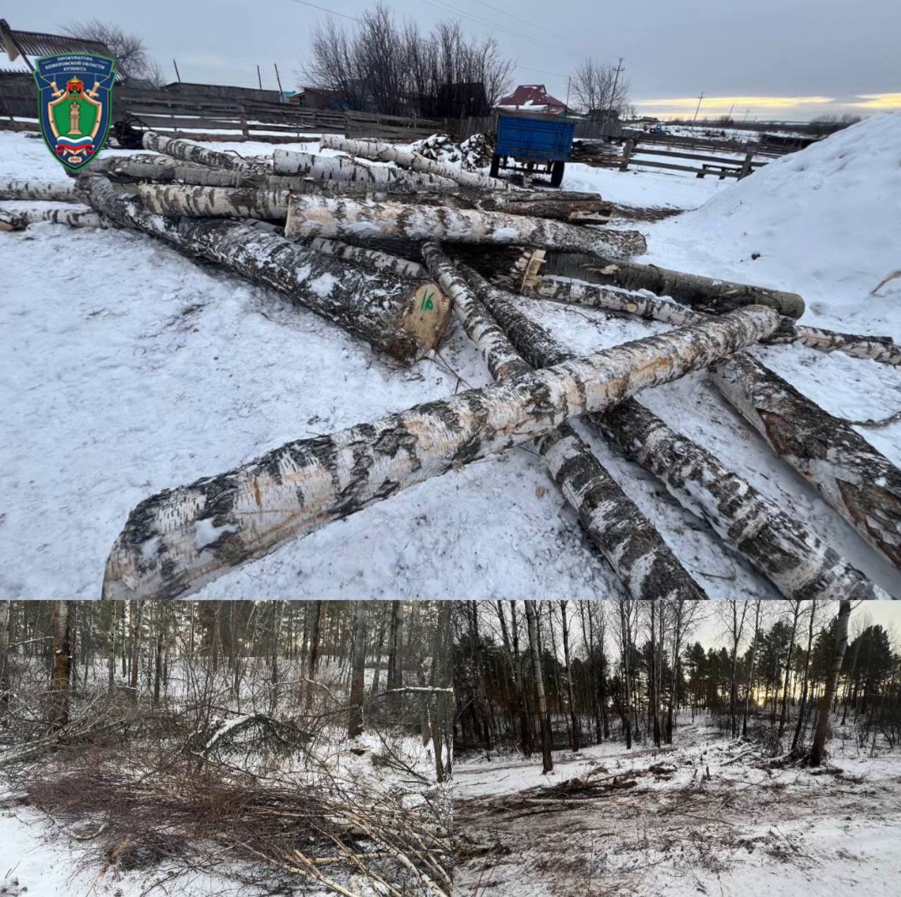 У «чёрного» лесоруба изъяли трактор и бензопилу