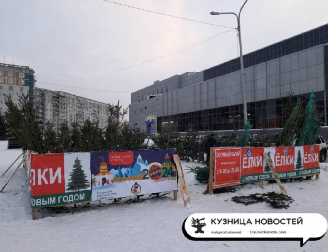 Как выбрать ёлку и не испортить себе Новый год