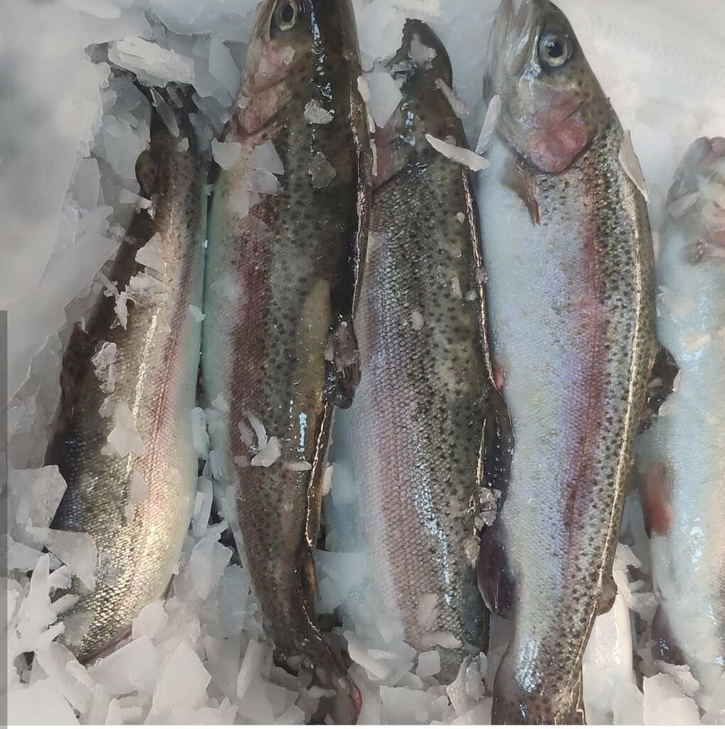 Теперь питерцы будут разводить форель в Кузбассе