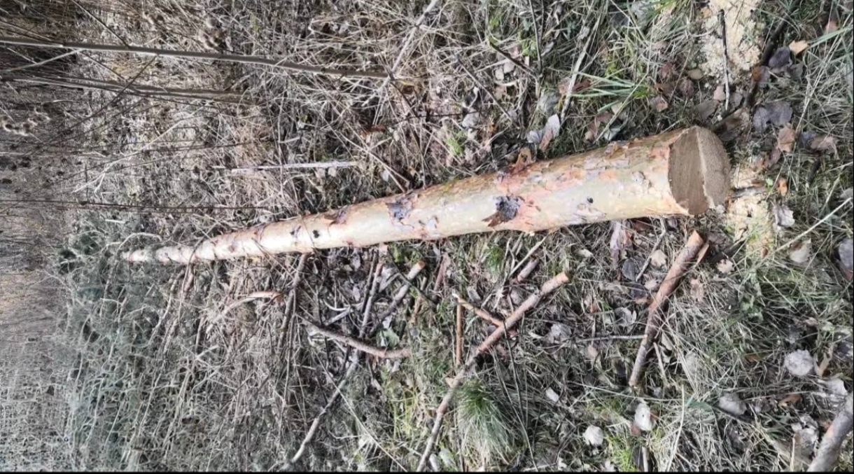 В Кузбассе ищут «чёрных лесорубов»