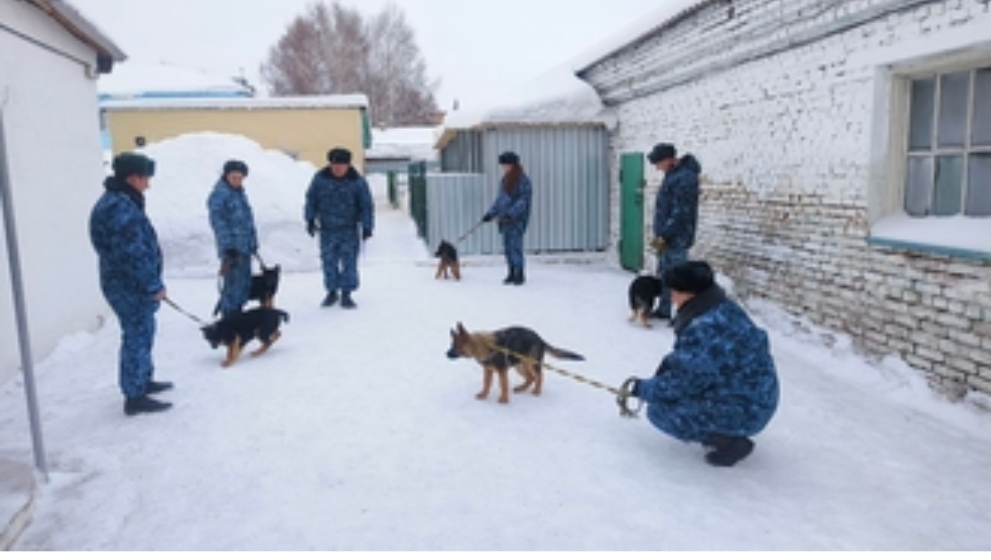 Новобранцы на лапах: кузбасский питомник ГУФСИН передал щенков на службу