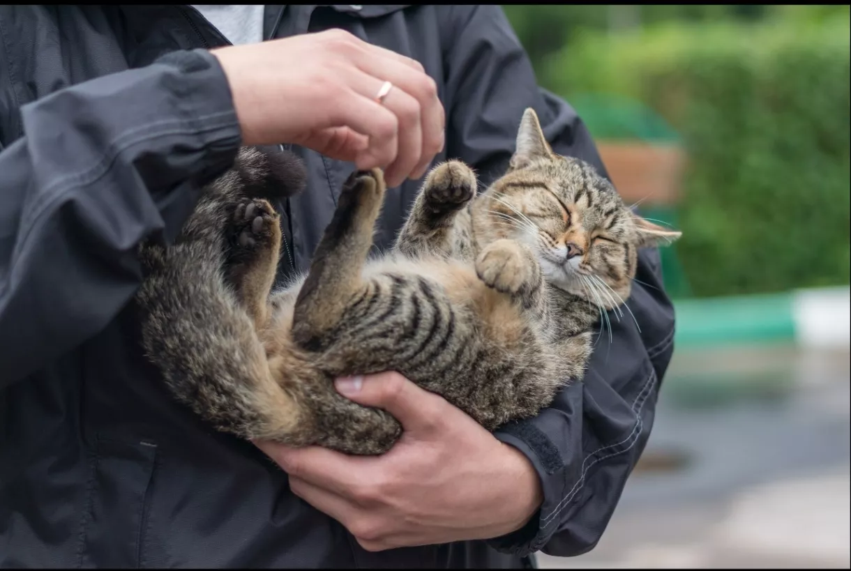 Подарите ничейной кошке шанс на любовь!
