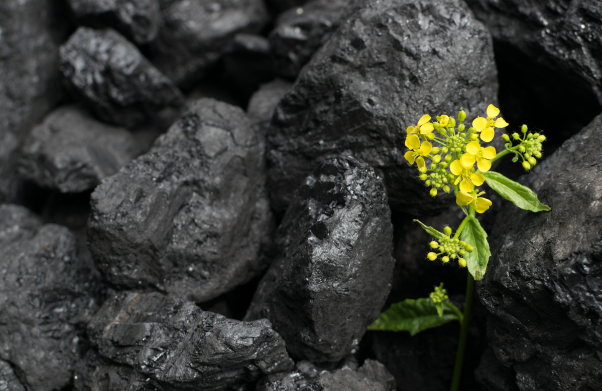 Штрафов бояться - уголь не добывать