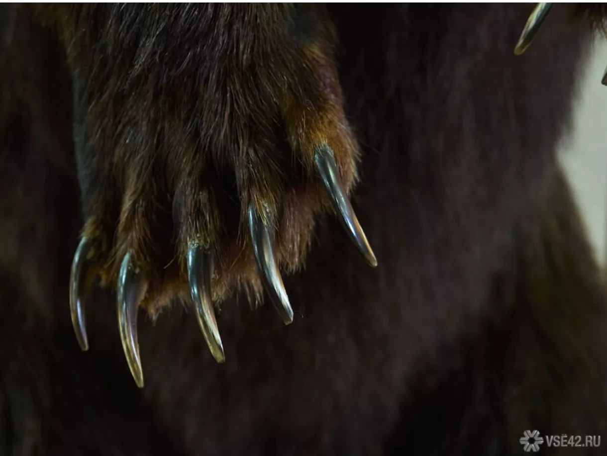 Мирно посапывают: в Кузбассе рассказали, когда медведи выйдут из берлог