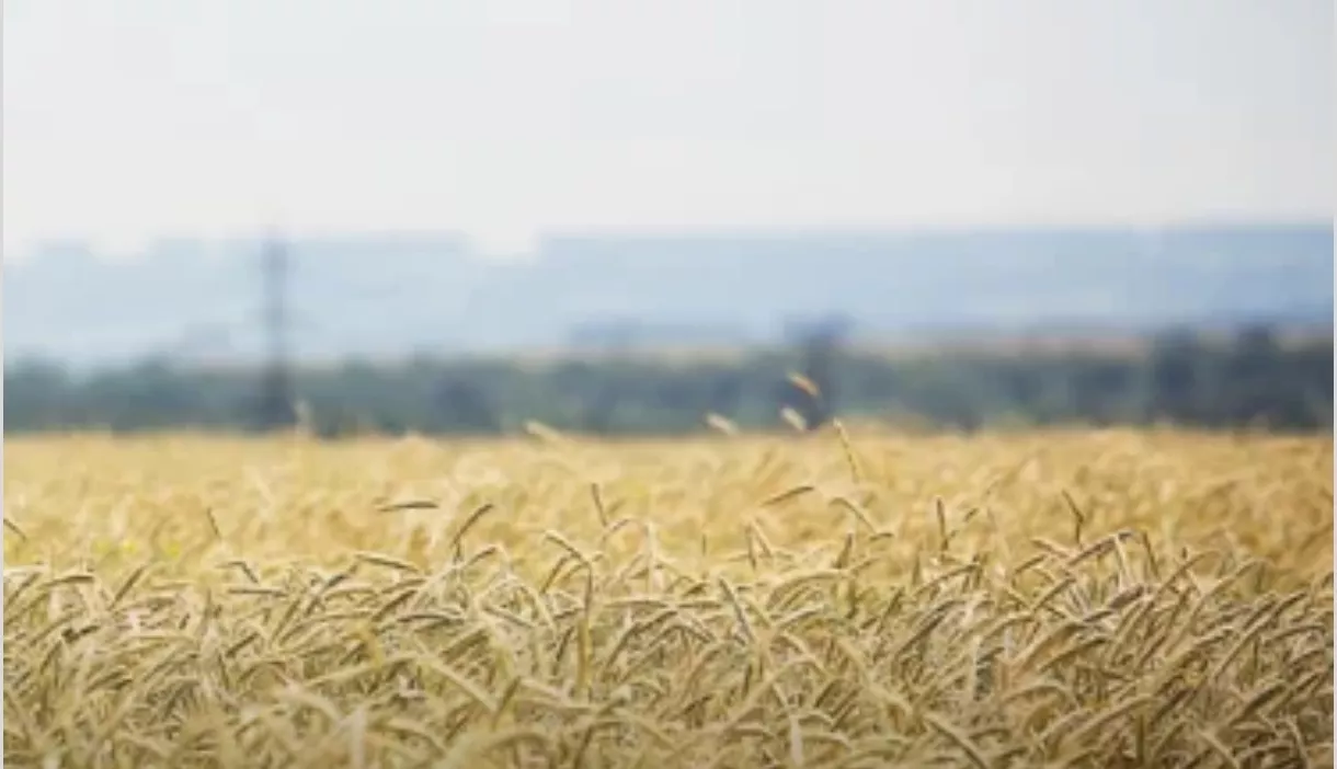 За 2 месяца из Кузбасса экспортировали 57000 тонн зерна и продуктов переработки