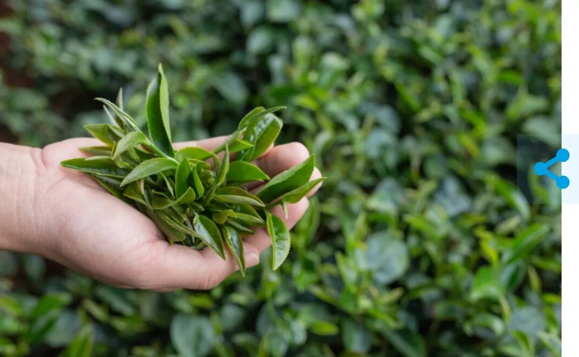 Россиянам грозит срок за чай