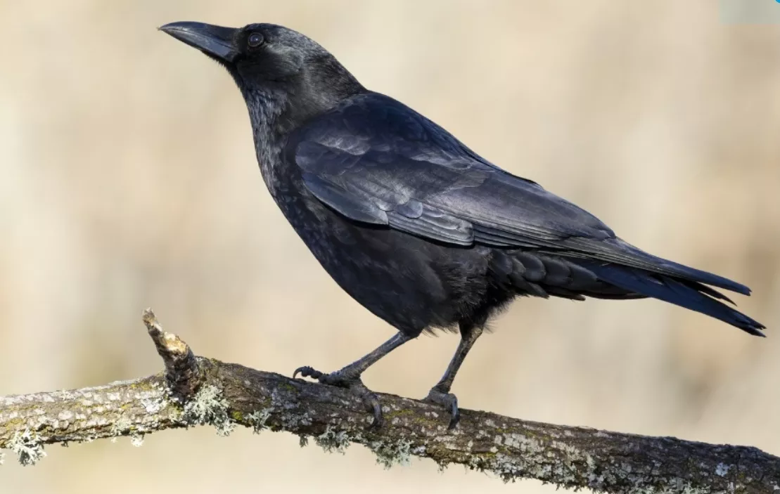 Кузбассовцам разрешили отстреливать ворон в неограниченном количестве