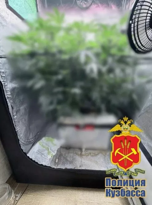 Кузбассовец обустроил в квартире портативную теплицу для выращивания конопли