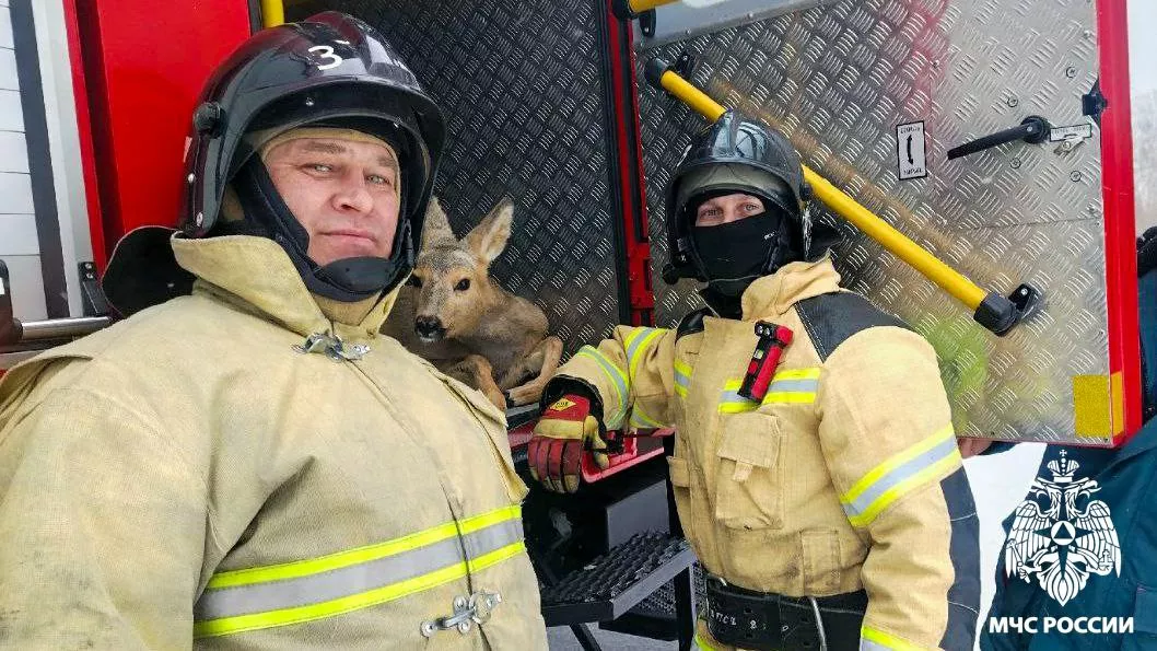 Кузбасские пожарные спасли косулю