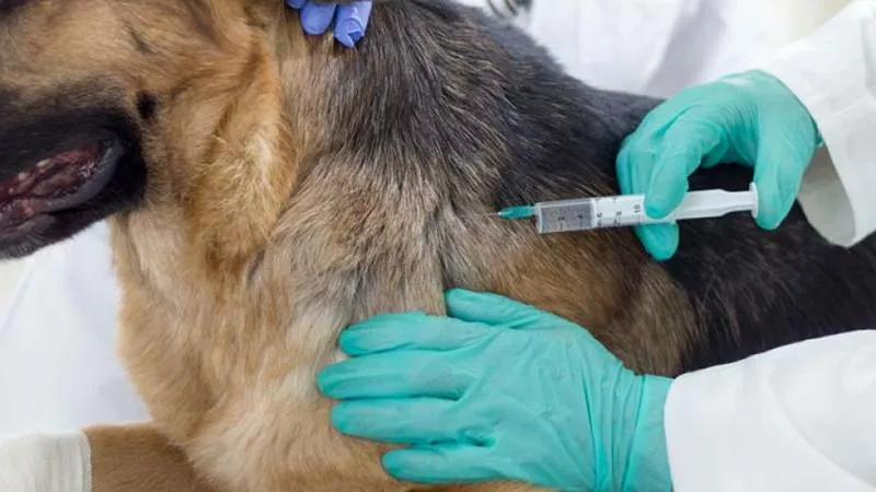 Бешенство всё ближе к Новокузнецку