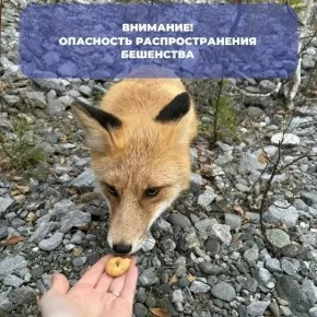 Бешенство добралось до Горной Шории