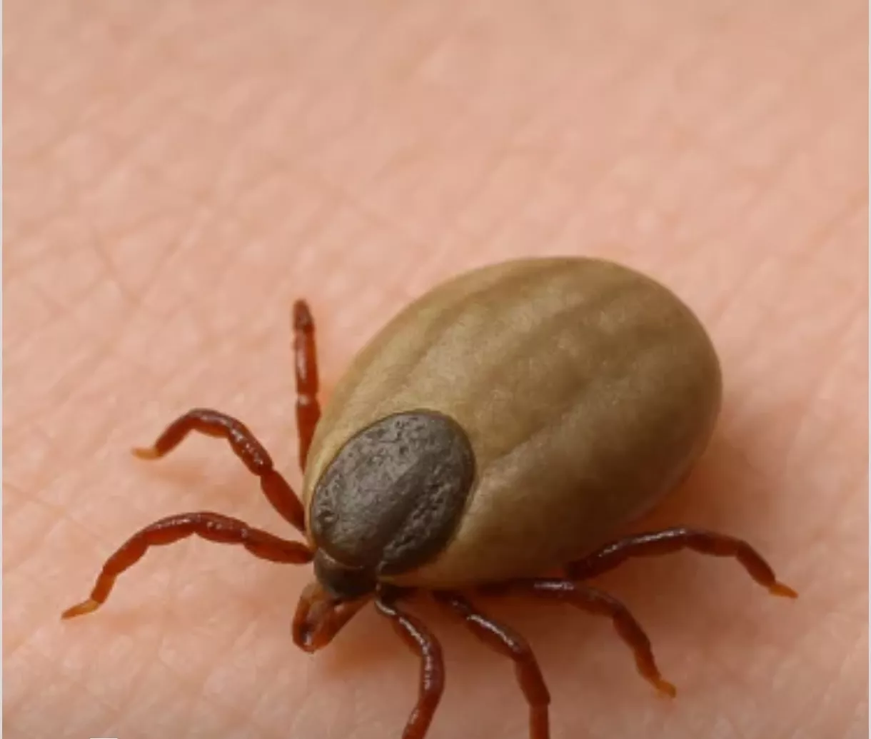 «Три прививки»: кузбассовцам напомнили, как правильно защищаться от клещей