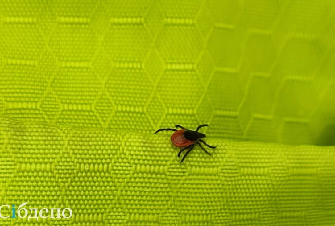 Эксперты раскрыли чудовищную ошибку, которую совершают кузбассовцы с клещами