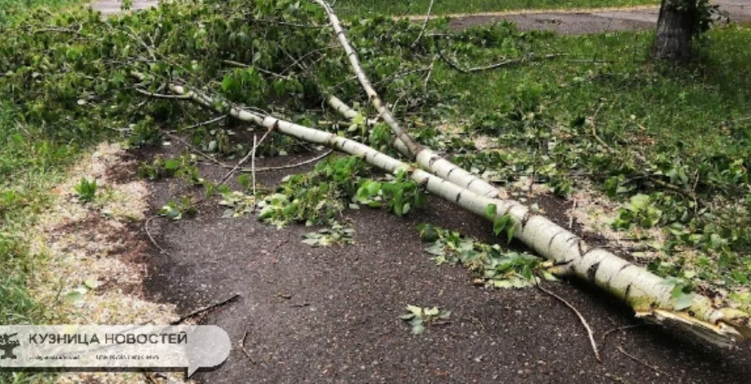 Город обновляют – деревья убирают: как проходит благоустройство в Новокузнецке