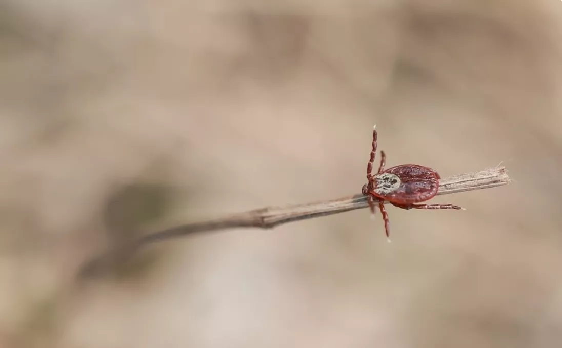 85 укусов за неделю: в Кузбассе растет число нападений клещей