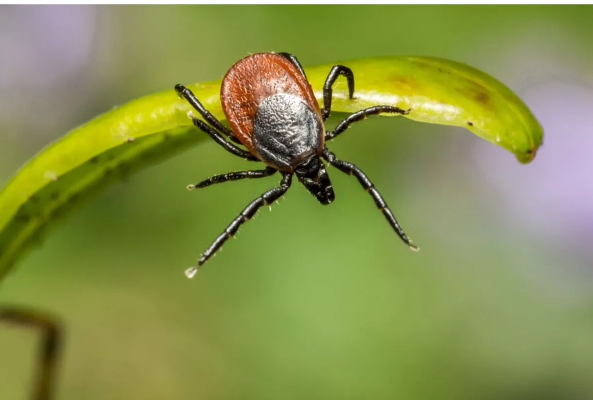 Кузбассовцам отказывают в прививках от клеща – и это норма