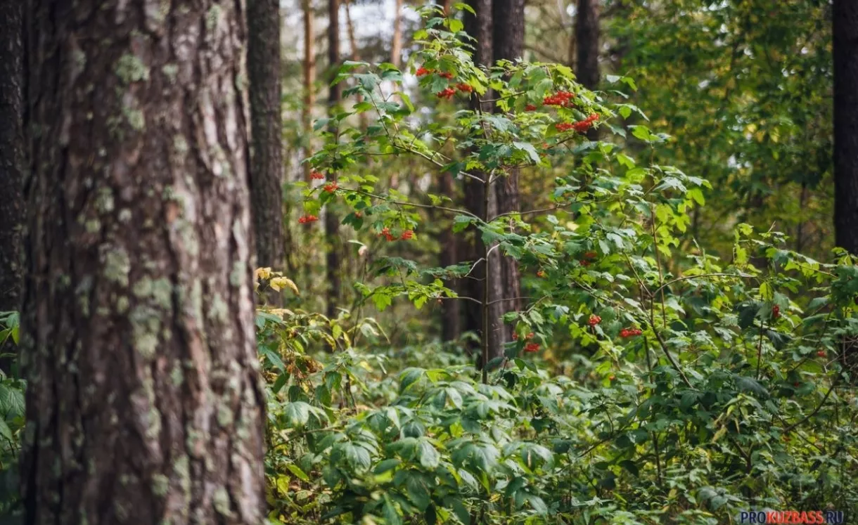 Кузбасс почти в 4 раза нарастил экспорт берёзы во Вьетнам
