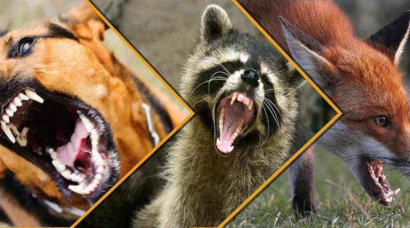 Сразу два карантина