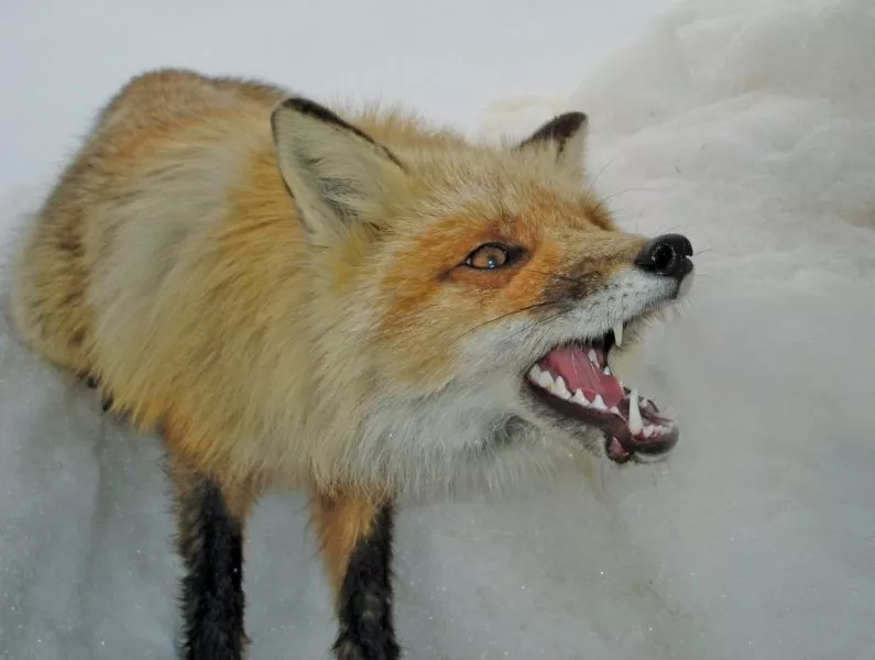 С бешенством не шутят