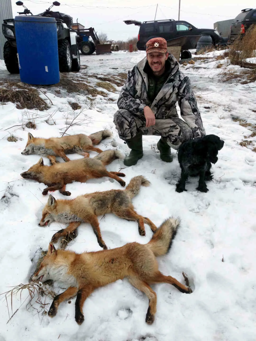 Количество лис отрегулируют