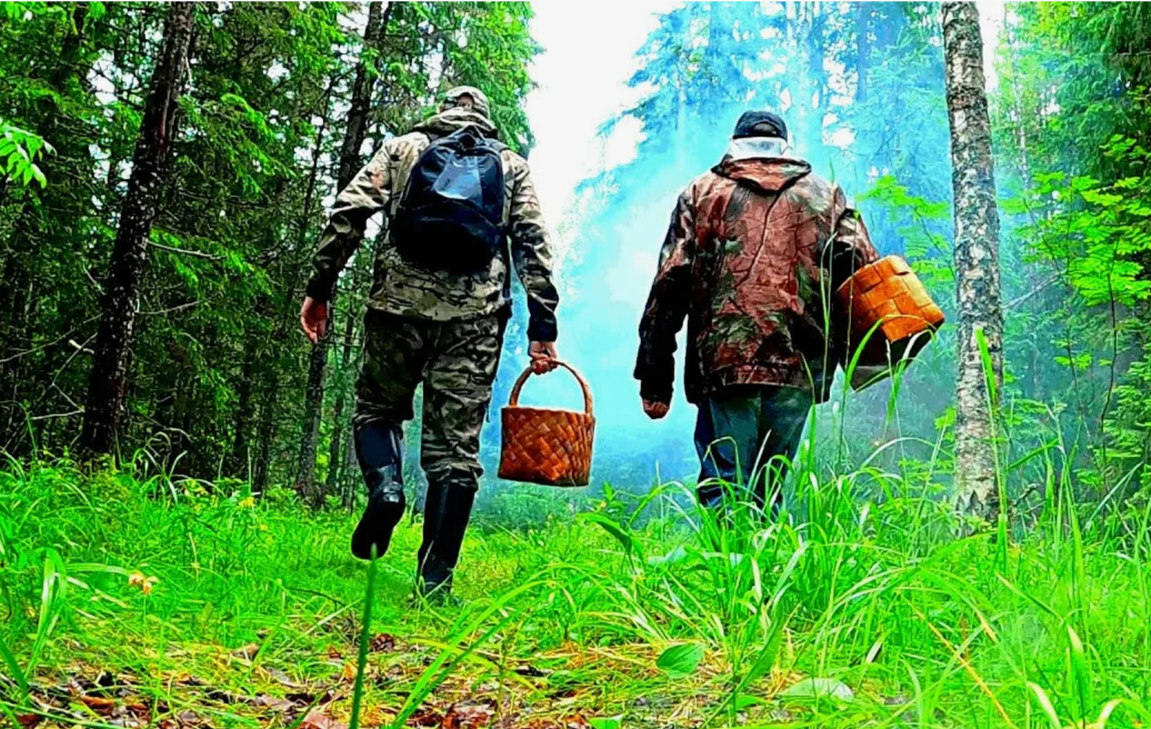 Без разрешения сбор только распространённых грибов