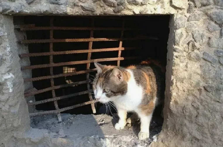 Кошатники тоже умеют собачиться