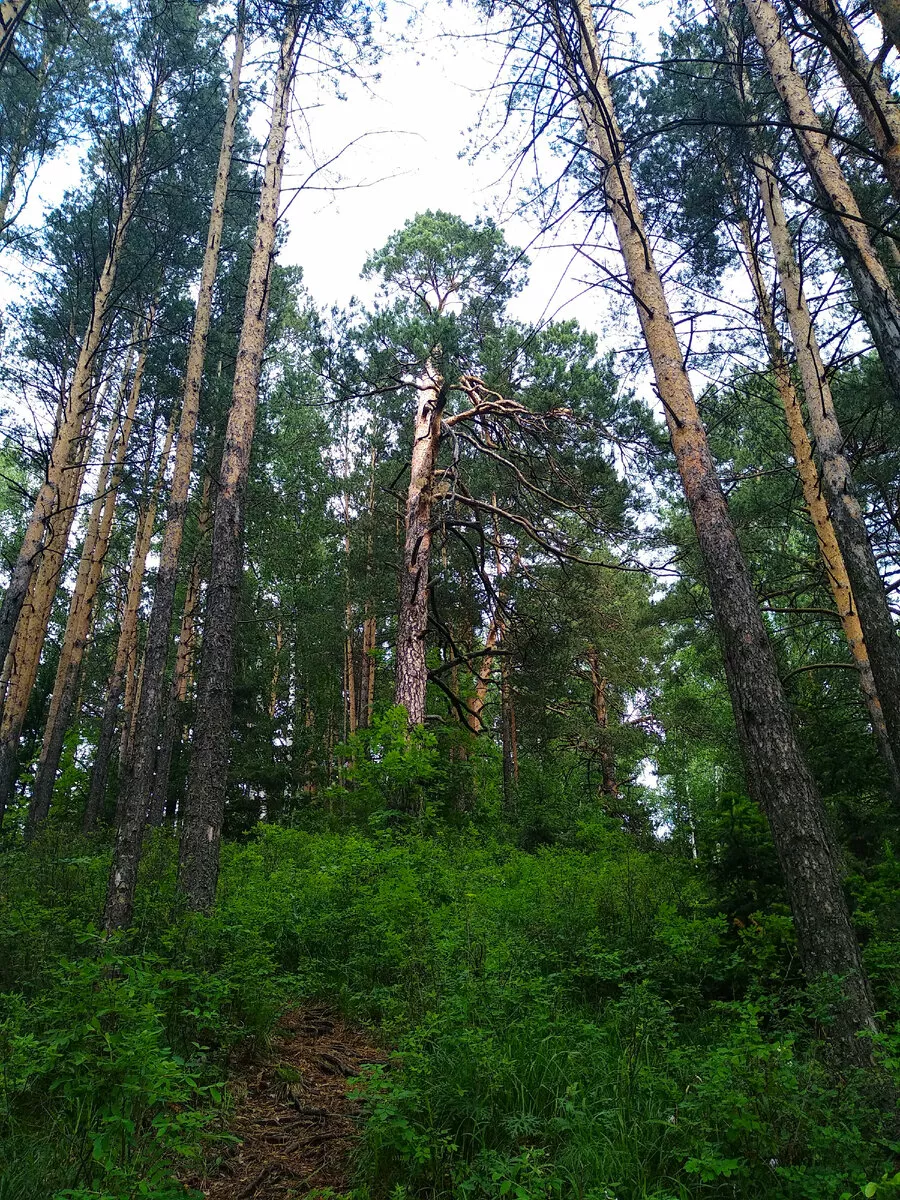 Плюс городские леса