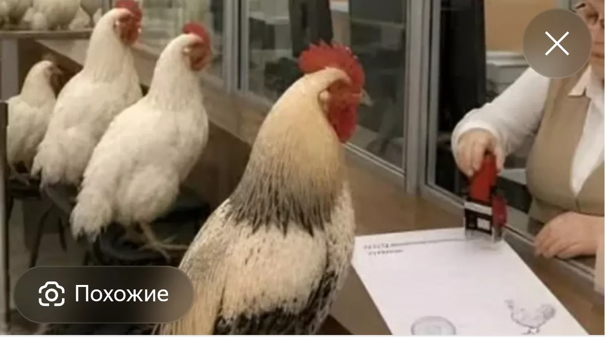 Курицу в МФЦ не тащим: в Кузбассе объяснили новые правила учёта живности