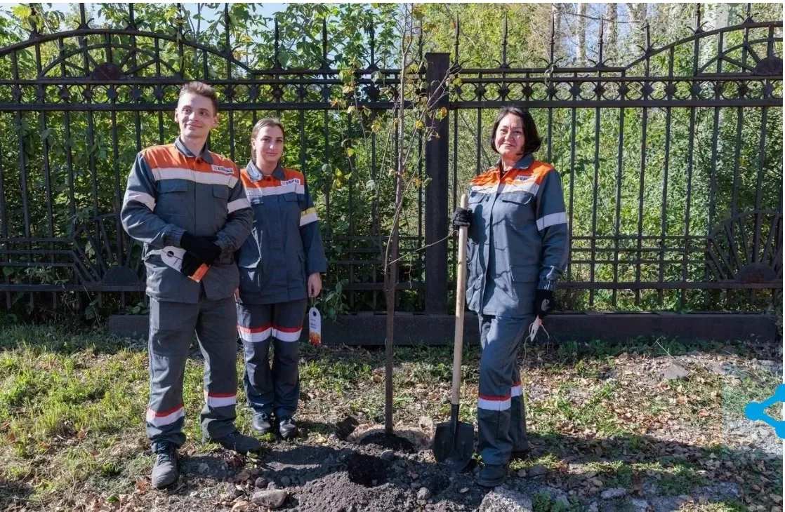 В Кузбассе появилась липовая аллея