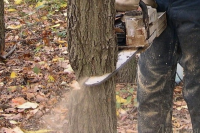 В Кузбассе причинен ущерб лесу в размере более 13 миллионов рублей